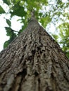 tall tree bark