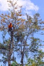 Tall tree being trimmed by arborist tree surgeon Royalty Free Stock Photo