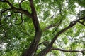 Tall tree branches with lush green leaves viewed from below Royalty Free Stock Photo