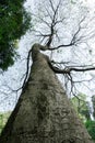 Tall tree with branches in the shape of human arms