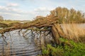 Tall tree is broken and fallen into the water of a lake