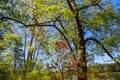 A tall tree covered in lush green leaves surrounded by colorful flowers at Callaway Gardens Royalty Free Stock Photo