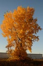 Tall tree covered in orange leaves in autumn Royalty Free Stock Photo