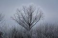 Tall tree covered with snow