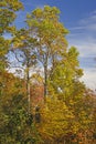 Tall Tree in Fall Colors Royalty Free Stock Photo
