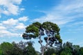 A tall tree with a fluffy crown against a blue sky with clouds. French Cote d`azur Royalty Free Stock Photo