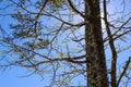 A tall tree in the forest with budding green leaves on a blue sky background at Lake Horton Park