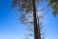A tall tree in the forest with budding green leaves on a blue sky background at Lake Horton Park