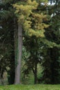 Tall tree in forest in spring