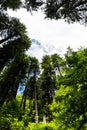 Tall tree forest from Zanoagei gorges Royalty Free Stock Photo