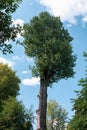 Tall tree with green leaves on a background of blue sky with clouds, with greenery on the sides of the frame Royalty Free Stock Photo