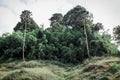 Tall tree grown standing on mountain cliff in big forest Royalty Free Stock Photo