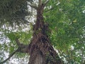 a tall tree that has grown dozens and has a great texture