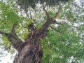 a tall tree that has grown dozens and has a great texture