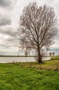 Tall tree just budding on the flood plain of a Dutch river Royalty Free Stock Photo