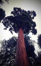 tall tree with large trunk bottom view Royalty Free Stock Photo