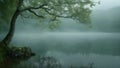 A tall tree with leafy branches stands firmly in water in a marshland, Misty morning over a tranquil, still lake