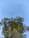 a tall tree with leaves facing the sky