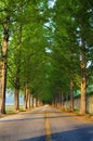 Tall tree lined straight avenue road with diminishing perspective vanishing point