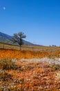 Tall tree in the middle of wildflower meadow near Arvin, California Royalty Free Stock Photo