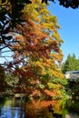 Tall tree with orange and yellow leaves in autumn, in Christchurch Botanic Gardens Royalty Free Stock Photo