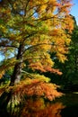 Tall tree with orange and yellow leaves in autumn, in Christchurch Botanic Gardens Royalty Free Stock Photo