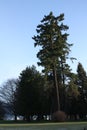 Tall tree in a park nature blue sky