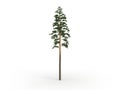 Tall tree pine Royalty Free Stock Photo