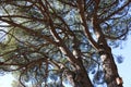 Tall tree pine Royalty Free Stock Photo