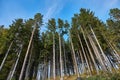 Tall pine trees Royalty Free Stock Photo