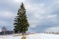 Tall tree, pine trees in winter day Royalty Free Stock Photo