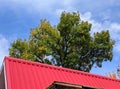 A tall tree rose above the roof of the house