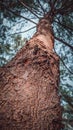 A tall tree shot from under with many branches Royalty Free Stock Photo