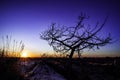 Tall Tree silhouette sunset on beach