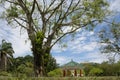 A tall tree with a sparse canopy crown beside a red and light green painted pavilion at a park Royalty Free Stock Photo