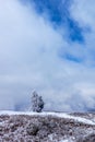 A tall tree standing lonely with snow in winter