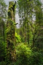 Tall tree trunk covered by green moss and ivy in Glenariff Forest Park Royalty Free Stock Photo