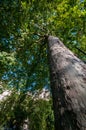 Tall tree trunk Royalty Free Stock Photo
