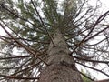 A tall tree trunk with many branches growing from it Royalty Free Stock Photo