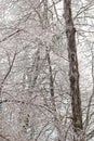 Tall tree trunks and branches encased in ice Royalty Free Stock Photo