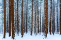 Tall tree trunks covered in snow in a snowy forest scene, with evergreen trees in the background, in winter. Brown bark and blue Royalty Free Stock Photo