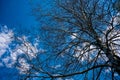 A tall tree with a white trunk and bare branches against a blue sky. Birch branches on a background of blue sky in spring Royalty Free Stock Photo