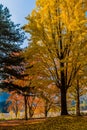 Tall tree with yellow fall leaves Royalty Free Stock Photo