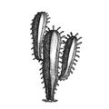 Tall Treelike Habit Desert Cactus Vintage Vector