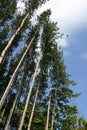 Tall trees Royalty Free Stock Photo