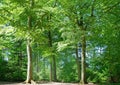 Tall trees Royalty Free Stock Photo