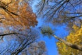 tall trees against the blue autumn sky Royalty Free Stock Photo