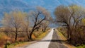 Tall trees along Country road in Eastern Sierra mountains, California Royalty Free Stock Photo