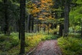 Tall trees along walking trail in Michigan upper peninsula during autumn time