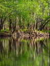 Tall Trees Along Waters Edge, Cedar Creek, Congaree National Park Royalty Free Stock Photo